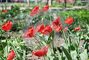 Close-up colorful bright yellow and red flowers tulips in spring garden. Flowering flower bed on a sunny day. Beautiful