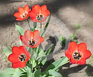 Close-up colorful bright yellow and red flowers tulips in spring garden. Flowering flower bed on a sunny day. Beautiful floral blu