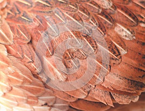 Colorful brown or red chicken feather texture for background