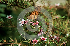 Close-up of a colorful butterfly on top of flowers in Horto Florestal. photo