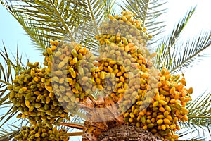 Close-up of colorful date palm fruits on blue background. ate palm tree with unripe colorful fruit clusters