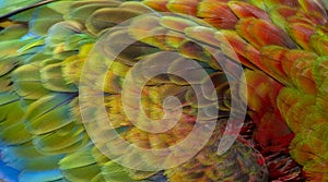 Close up Colorful of Double Catalina Macaw Hybrid between Catalina Macaw and Catalina Macaw bird`s feathers with red yellow o