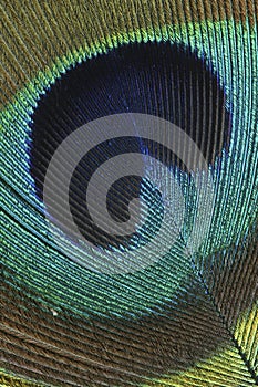 Close-up of the colorful feather of a Peacock