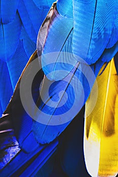 Close up colorful feathers of macaw parrot beautiful nature texture background.