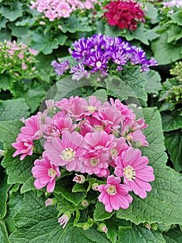 Close-up of the colorful flowers of Senecio Cruentus plant photo
