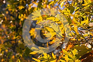 Close up of the colorful foliage of a Western Sycamore Platanus Racemosa tree, Sycamore Grove Park, Livermore, California