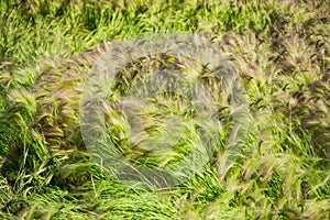 Close-up of colorful  Foxtail Barley Hordeum jubatum,  bobtail or squirreltail barley in sunny day. Lawn with fluffy Barley