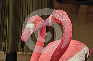 Close-up of colorful garden flamingos statues in Weesp.