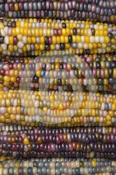 Close up of colorful gem glass corn on cob