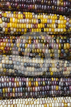 Close up of colorful gem glass corn on cob