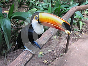 Close-up of the colorful giant toucan