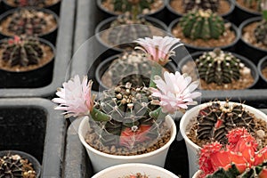 Close up Colorful Gymnocalycium LB cactus with flower, desert plant