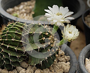Close up Colorful Gymnocalycium LB cactus with flower, desert plant