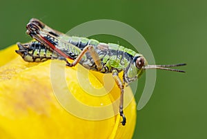 Close-up colorful katydid or bush cricket, grasshopper on a yellow globeflower