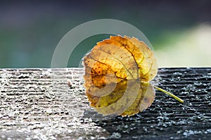 Autumn time: Beautiful colorful leaf lying on the floor, fall concept with copy space photo