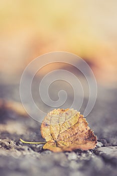 Autumn time: Beautiful colorful leaf lying on the floor, fall concept with copy space photo