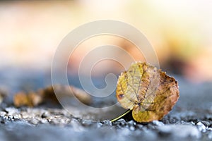 Autumn time: Beautiful colorful leaf lying on the floor, fall concept with copy space photo