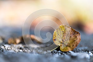 Autumn time: Beautiful colorful leaf lying on the floor, fall concept with copy space photo