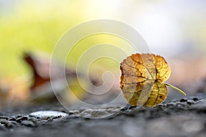 Autumn time: Beautiful colorful leaf lying on the floor, fall concept with copy space photo