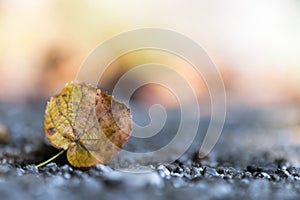 Autumn time: Beautiful colorful leaf lying on the floor, fall concept with copy space photo