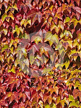 Close-up of the colorful leaves of the wild vine (Parthenocissus) clinging to a wall