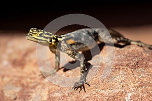 Colorful lizard on desert rock