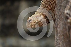 Close-up of a colorful lizard on a tree trunk