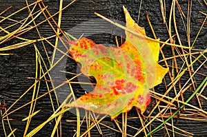 Close-up of a Colorful Maple Leaf