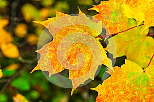 Close up of a colorful maple leaf in autumn