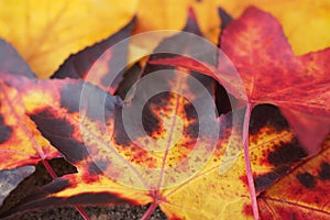 Close-up of colorful maple leaves in autumn