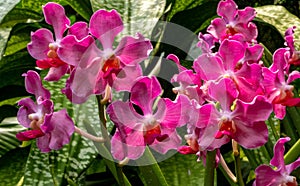 Close-up of a colorful orchid in bloom