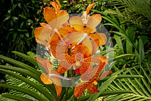 Close-up of a colorful orchid in bloom