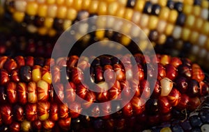 Close up of colorful ornamental corn, with red and yellow corn kernels, as a background in autumn