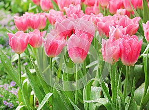 Colorful ornamental flowers pink tulip with water drops group natural patterns blooming in garden for background