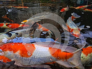 close up colorful ornamental koi fish in the pond in the garden, water is clear and reflection of light.