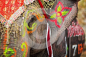 Close up of colorful painted elephant head