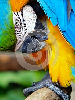 CLOSE UP OF COLORFUL PARROT