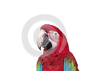 Close up colorful parrot macaw isolated on white