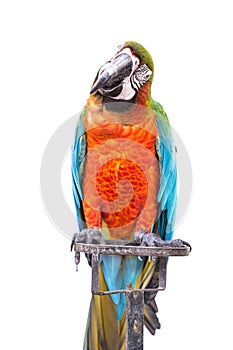 Close up colorful parrot macaw isolated on white