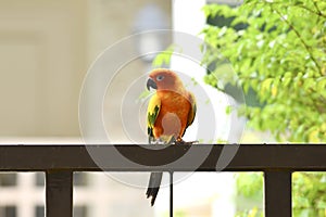 A colorful parrot perched on the fence