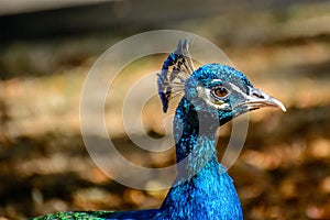 Close up colorful peacock with plume