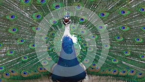 Close up of colorful peacock tail feathers. Majestic pheasant mating ritual at the bird farm