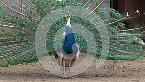 Close up of colorful peacock tail feathers. Majestic pheasant mating ritual at the bird farm