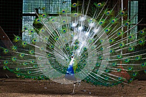 Close up of colorful peacock tail feathers. Majestic pheasant mating ritual at the bird farm