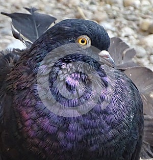 Close up colorful pigeon / dove on brown background