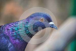 Close up colorful pigeon / dove on brown background