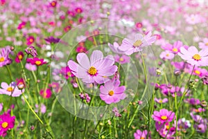 Close up colorful pink cosmos flowers blooming in the field