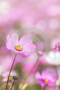 close up colorful pink cosmos flowers blooming in the field