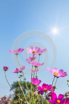 Close up colorful pink cosmos flowers blooming in the field with blue sky background