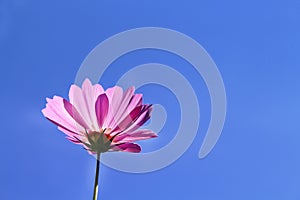 Colorful pink cosmos flowers blooming with reflection from the sun on vivid blue sky background